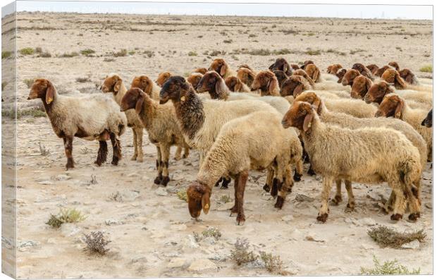 Flock of sheep grazing in the desert Canvas Print by Lucas D'Souza