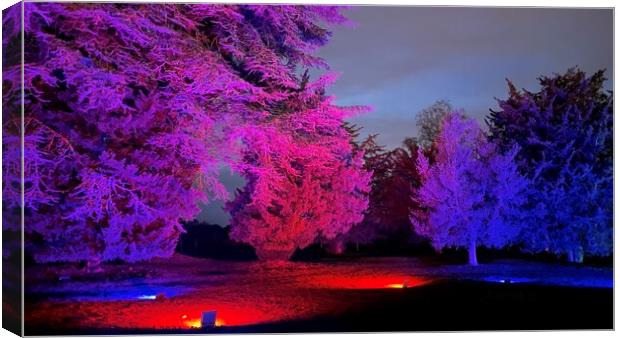 Trentham gardens trees lit at Christmas  Canvas Print by Daryl Pritchard videos