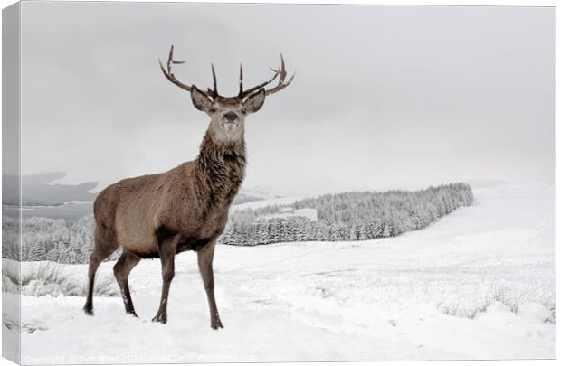 Highland Stag in Snow Canvas Print by Ivor Bond