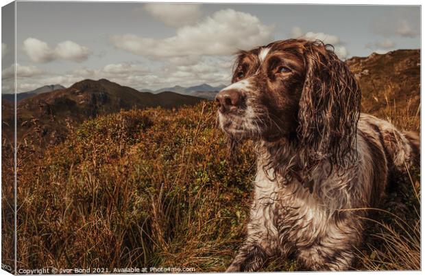 The Highland Spaniel Canvas Print by Ivor Bond