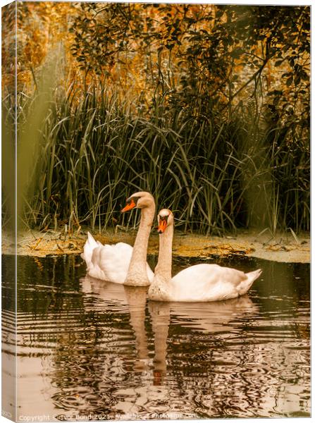 Swans Together Canvas Print by Ivor Bond