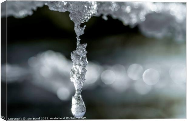 Frozen drops of water Canvas Print by Ivor Bond
