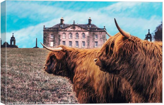 Scottish Highland Coo's Canvas Print by Ivor Bond