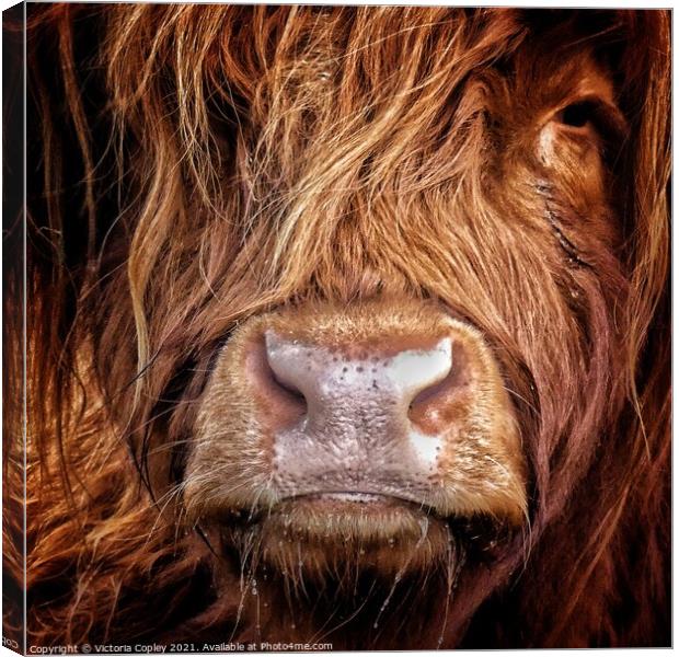 Highland cow Canvas Print by Victoria Copley