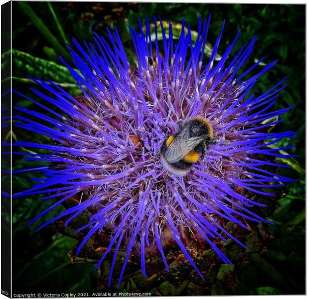 Bumblebee on flower Canvas Print by Victoria Copley