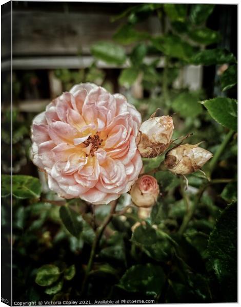 Pink roses Canvas Print by Victoria Copley