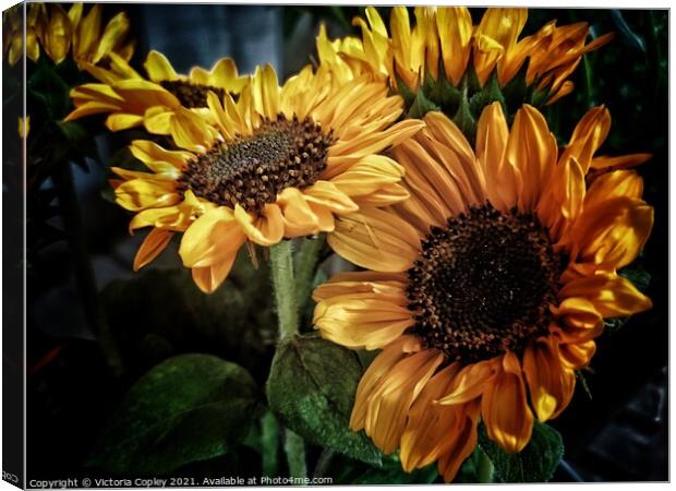 Sunflowers Canvas Print by Victoria Copley