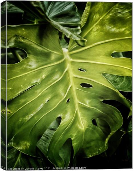 Abstract Plant Leaves Canvas Print by Victoria Copley