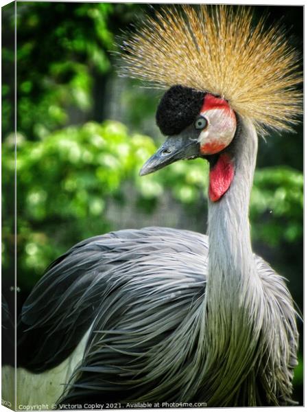 African Crowned Crane Canvas Print by Victoria Copley