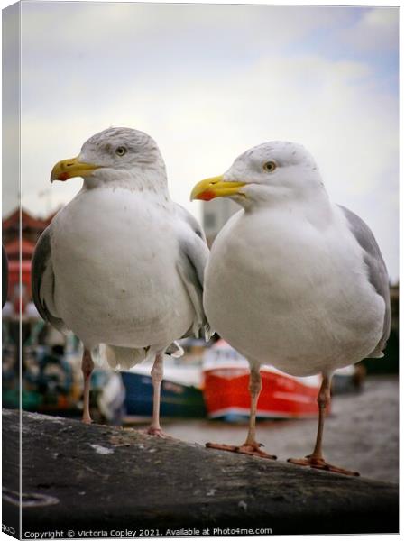 Seagull pair Canvas Print by Victoria Copley