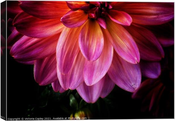 Dahlia Canvas Print by Victoria Copley