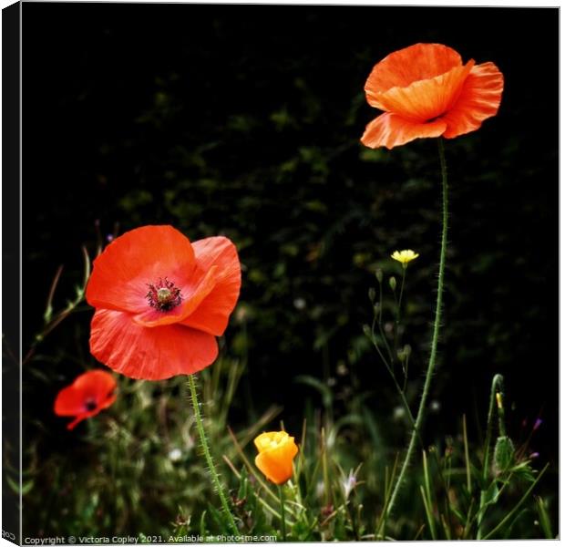 Poppy in field Canvas Print by Victoria Copley