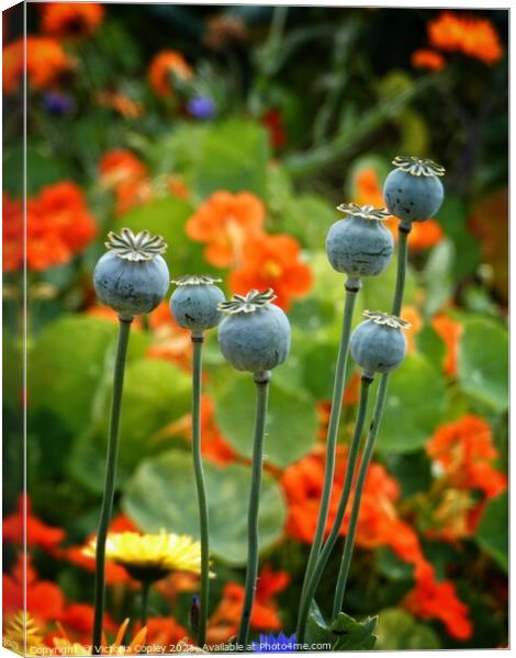Poppy seed heads Canvas Print by Victoria Copley