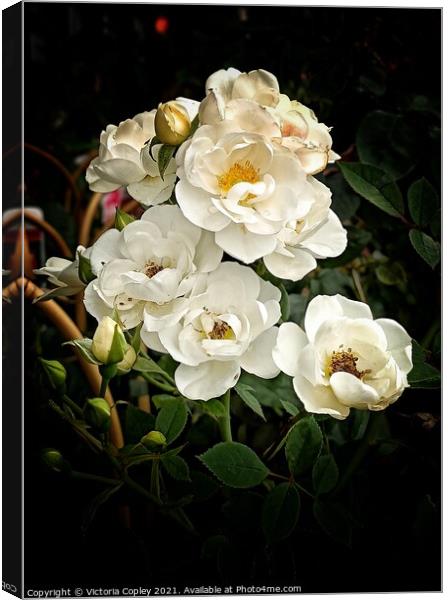 Roses Canvas Print by Victoria Copley