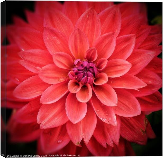 Pink dahlia Canvas Print by Victoria Copley