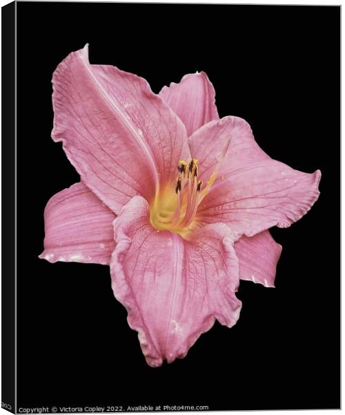 Pink Lily Canvas Print by Victoria Copley
