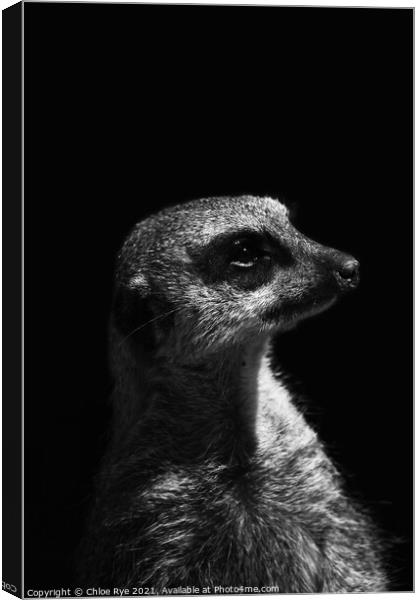 Meerkat at Port Lympne Zoo Canvas Print by Chloe Rye