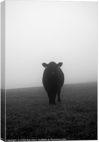 Cow in the fog in Brighton Canvas Print by Chloe Rye
