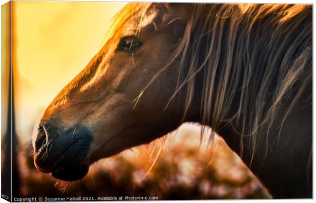 Horse in a glowing sun  Canvas Print by Suzanne Halsall