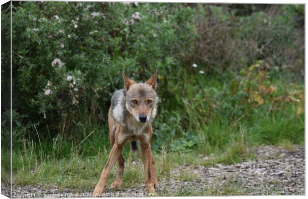An Iberian Wolf  Canvas Print by Suzanne Halsall
