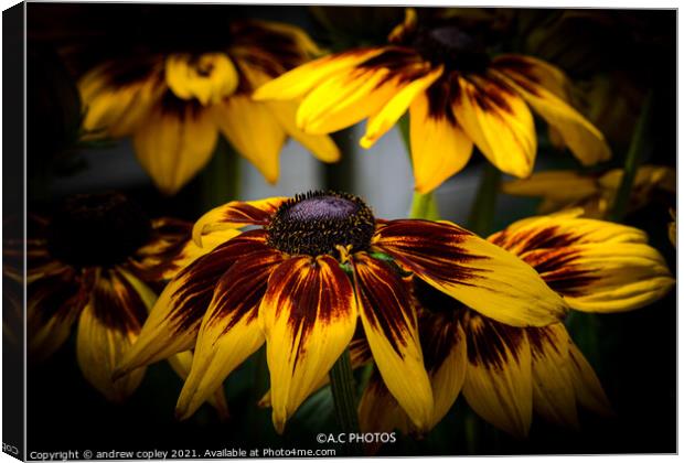 The yellow flowers Canvas Print by andrew copley