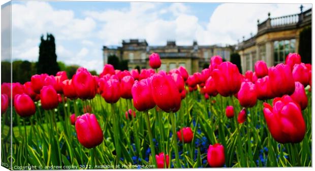 Tulips at Lyme Park Canvas Print by andrew copley