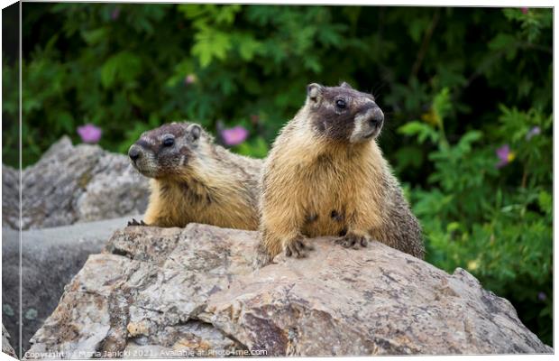 Pair of Yellow-bellied Marmots in British Columbia Canvas Print by Maria Janicki
