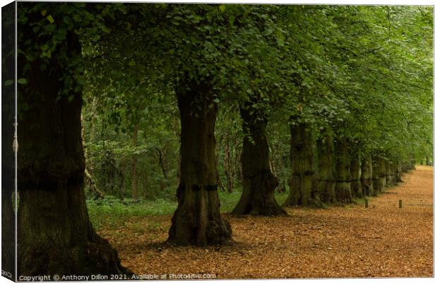 Row of Trees Canvas Print by Anthony Dillon