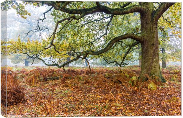 Tree in Autumn Fog.  Canvas Print by Anthony Dillon