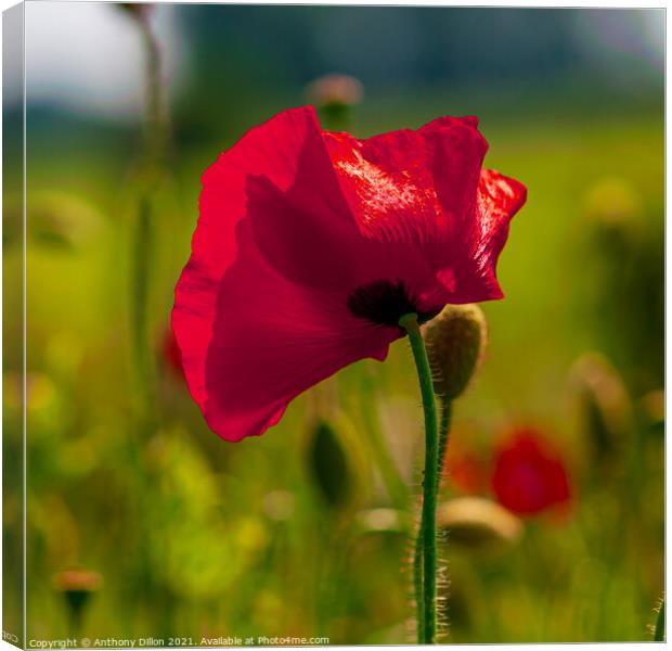 Poppy In Flanders Canvas Print by Anthony Dillon