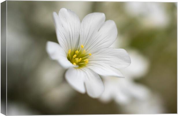 Just a white flower bloom Canvas Print by Tony Brooks