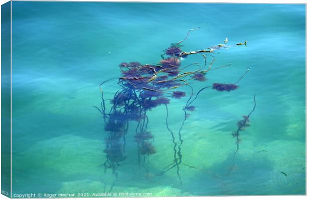 Serenity of Seaweed Canvas Print by Roger Mechan