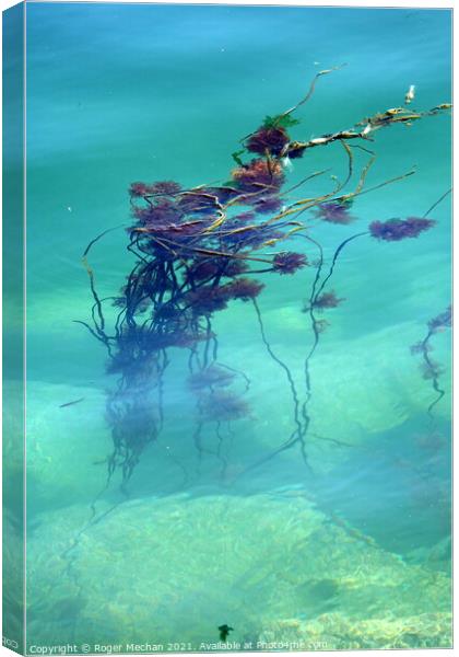 Tranquil Seaweed Reef Canvas Print by Roger Mechan