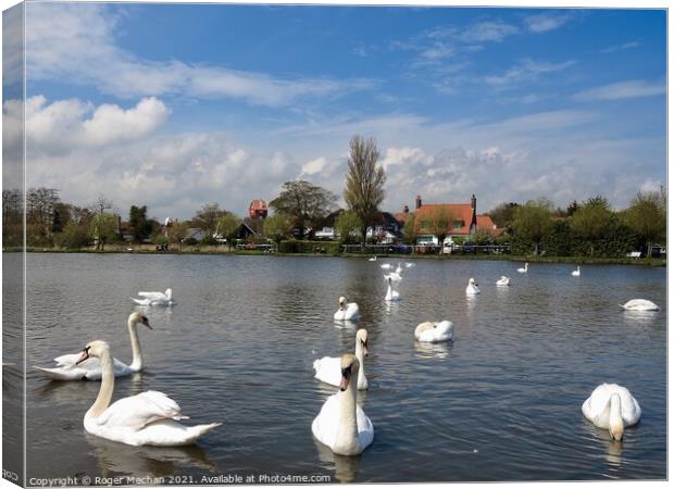 Serene Swans on Thorpeness Meare Canvas Print by Roger Mechan