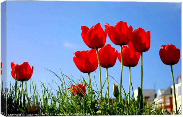 Blooming Red Tulips Canvas Print by Roger Mechan
