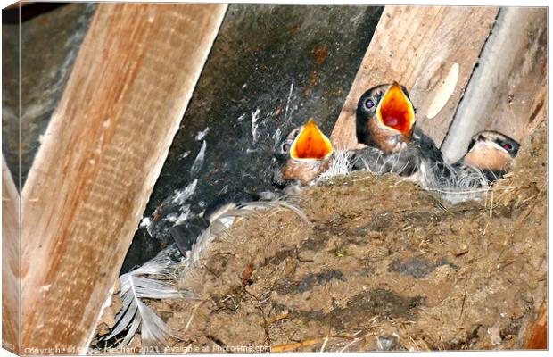 Hungry Swallows in a Rustic Mud Nest Canvas Print by Roger Mechan