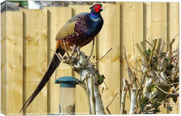Regal Pheasant Perched in Natural Habitat Canvas Print by Roger Mechan