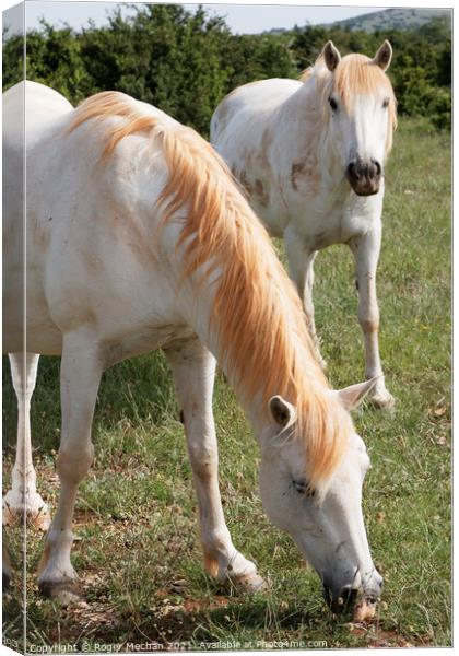 Graceful White Horses Grazing Canvas Print by Roger Mechan