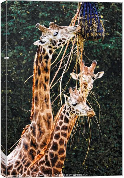 Graceful Giraffes Eating  Canvas Print by Roger Mechan