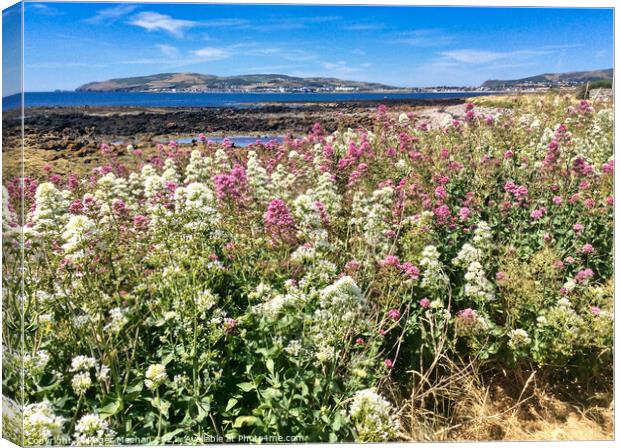 Field of pink and white Valerian flowers and bay Canvas Print by Roger Mechan