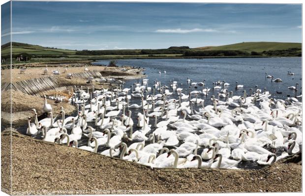 Graceful swans in natural habitat Canvas Print by Roger Mechan