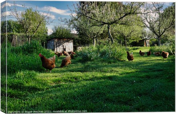 Joyful Red Chickens in a Lush Orchard Canvas Print by Roger Mechan