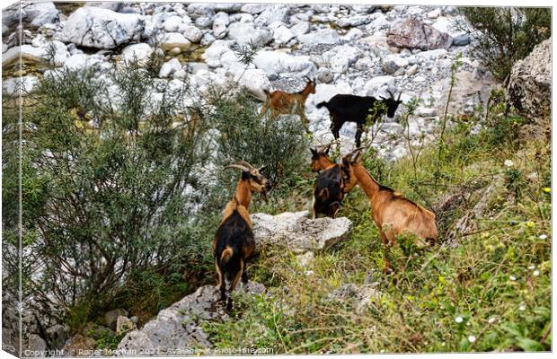 Graceful Chamois in the Picos Mountains Canvas Print by Roger Mechan