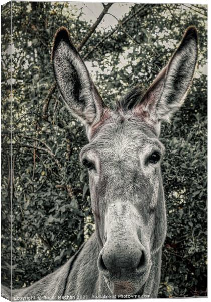 Curious Burro Canvas Print by Roger Mechan