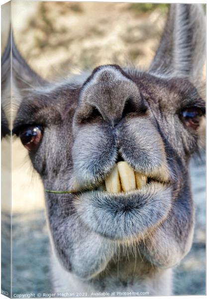 Grinning Llama with Buck Teeth Canvas Print by Roger Mechan