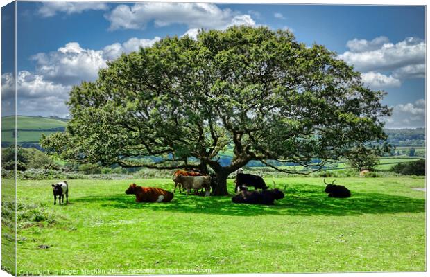 Roaming cows taking shade under a Dartmoor Tree Canvas Print by Roger Mechan
