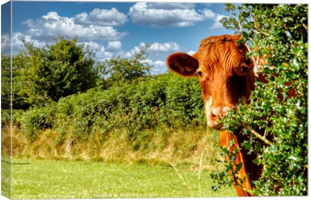 The Curious Cow Canvas Print by Roger Mechan