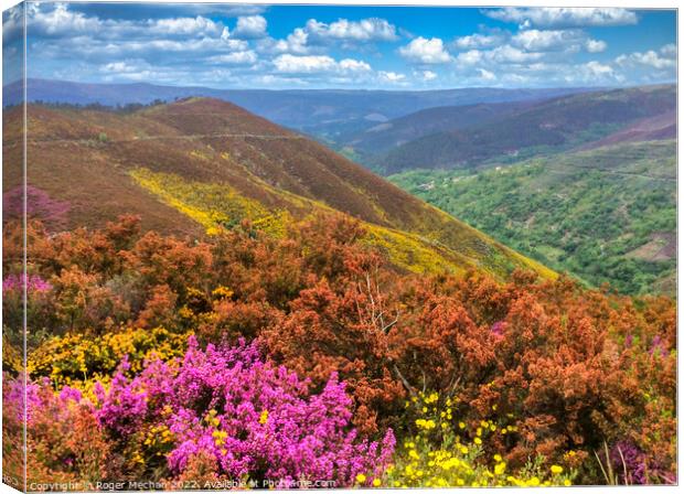 Galician Mountain Bloom Canvas Print by Roger Mechan