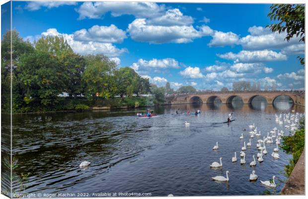 Graceful Swans on River Severn Canvas Print by Roger Mechan