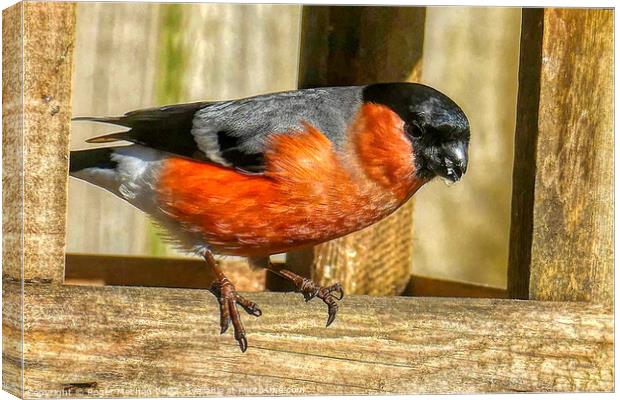 Vibrant Bullfinch Snacks Canvas Print by Roger Mechan